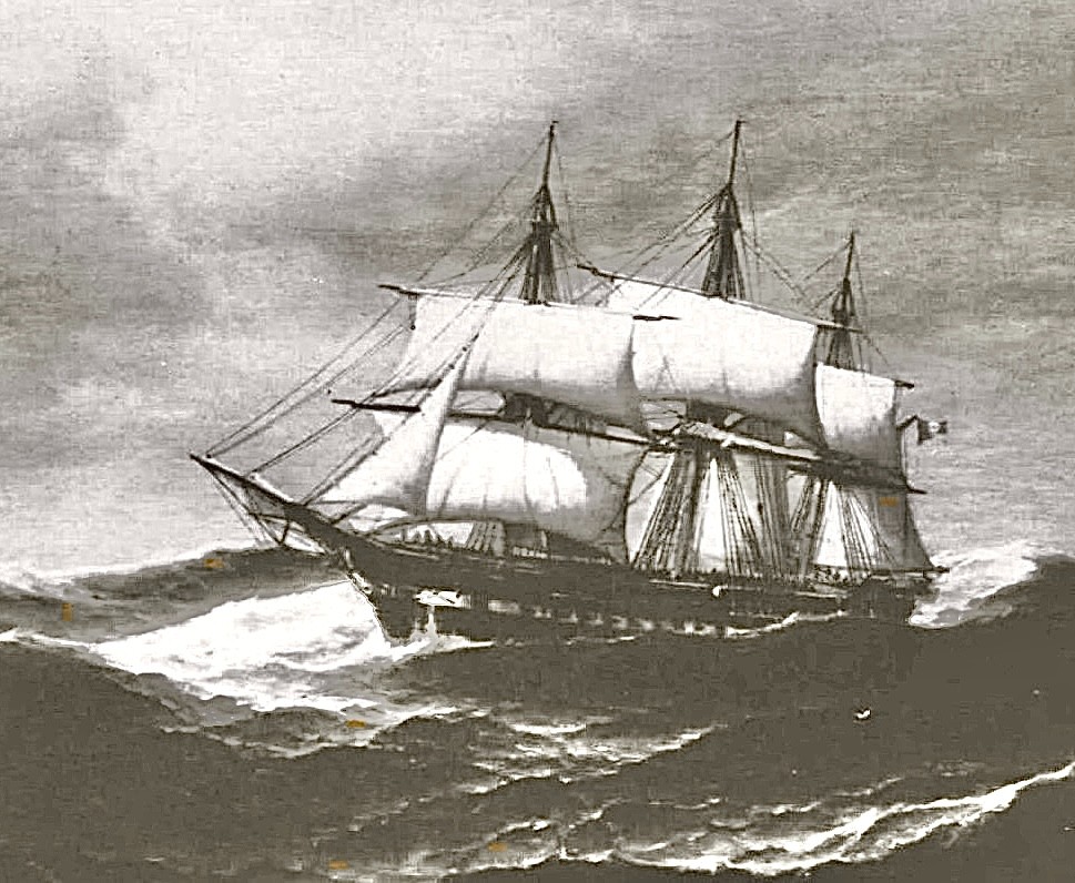 Eurice_fregata 2.jpg