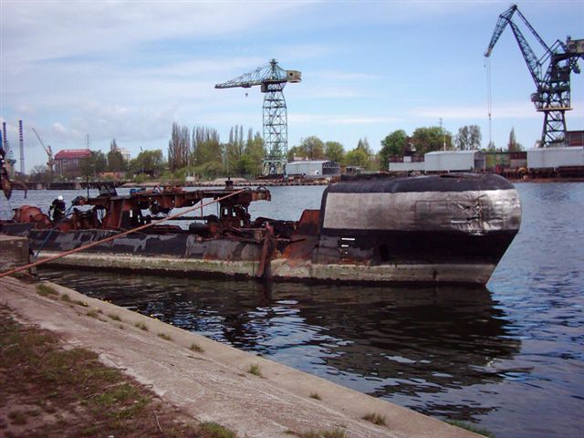 dzik_5_127.jpg